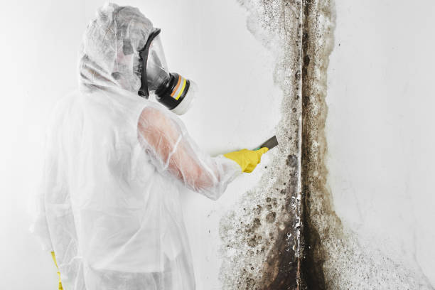 Mold Removal and Inspection in Phoenix, AZ