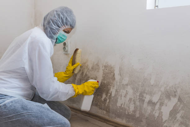Best Commercial Mold Removal  in Phoenix, AZ
